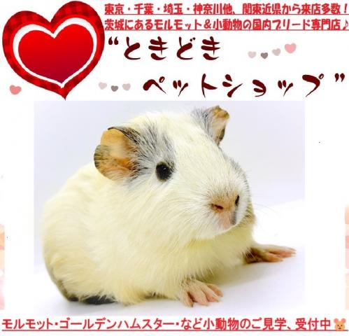 イングリッシュモルモット
