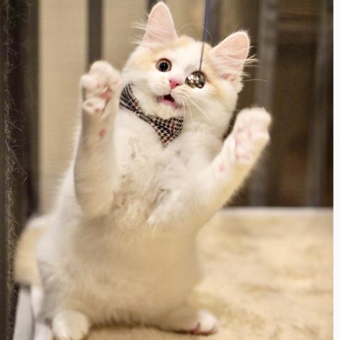 サイベリアンの写真4