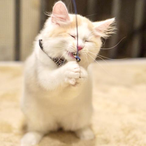 サイベリアンの写真3