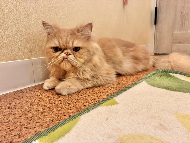 エキゾチックロングヘアーの写真6