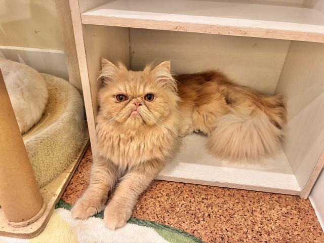 エキゾチックロングヘアーの写真5