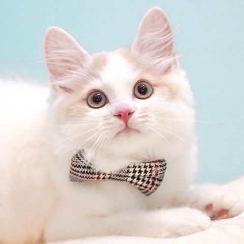 サイベリアンの写真5