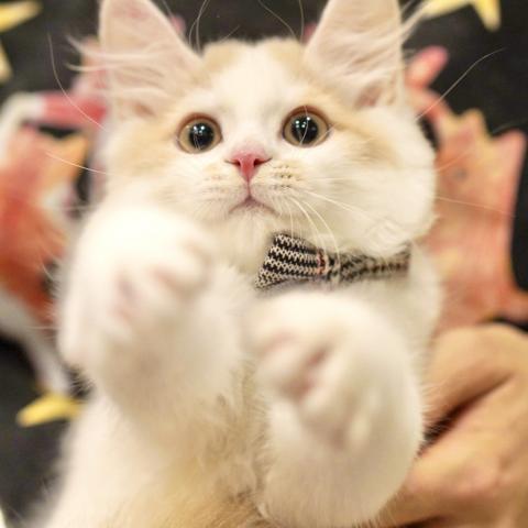 サイベリアンの写真2