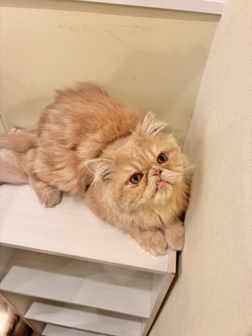 エキゾチックロングヘアーの写真3