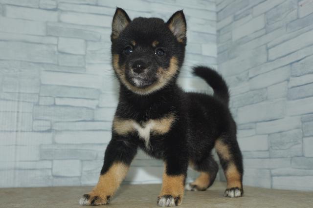 豆柴犬　　（260889）の写真3