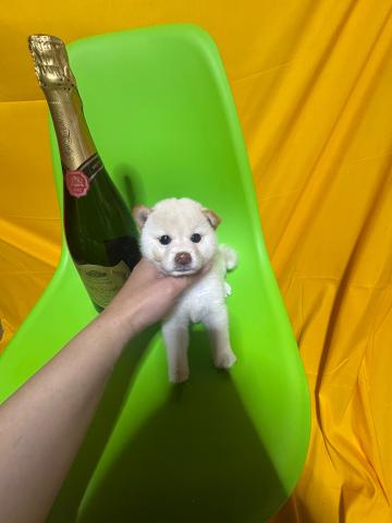 柴犬2.9kg成犬時予想極小豆柴✨