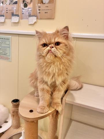 エキゾチックロングヘアーの写真2