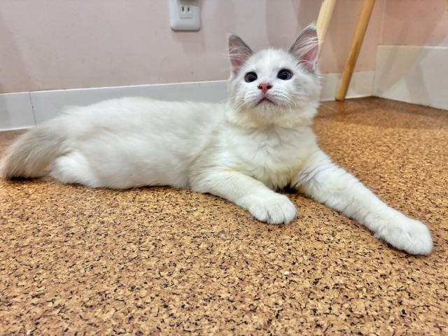 ラグドールの写真4