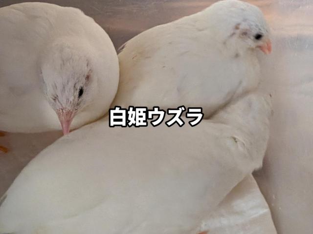 ヒメウズラ【有精卵】白姫　孵化用　の写真4