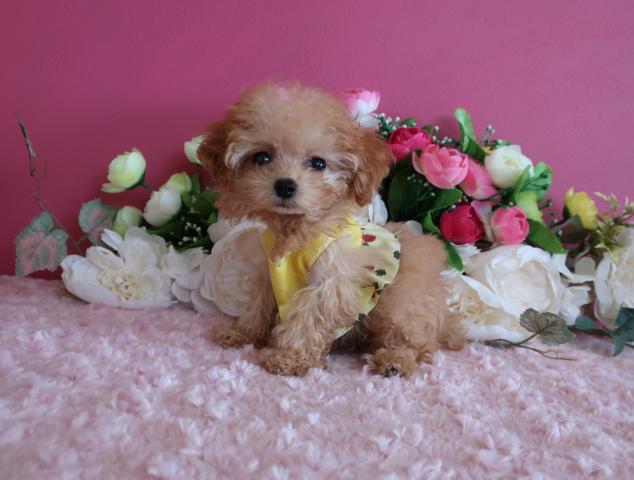 トイプードル9月24日 生後95日で471ℊ 成犬時はマイクロティーカップ予想でお鼻の短い可愛い女の子です、無駄泣きもないのでマンション飼いにも向いています。の写真4