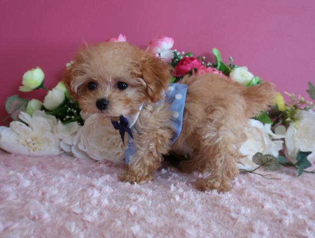 トイプードル9月24日 生後95日で471ℊ 成犬時はマイクロティーカップ予想でお鼻の短い可愛い女の子です、無駄泣きもないのでマンション飼いにも向いています。の写真2