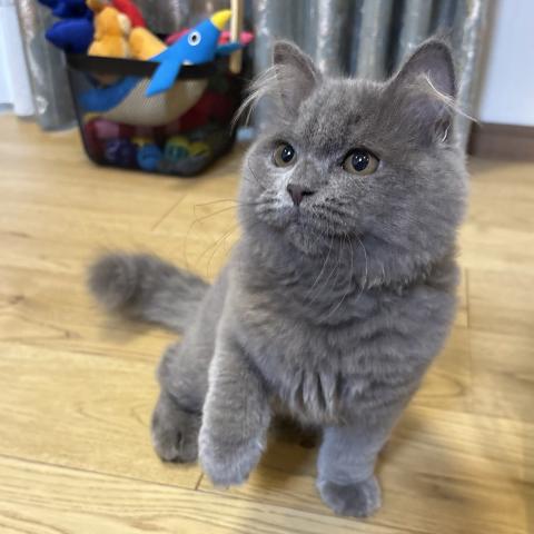 ブリティッシュロングヘアの写真3
