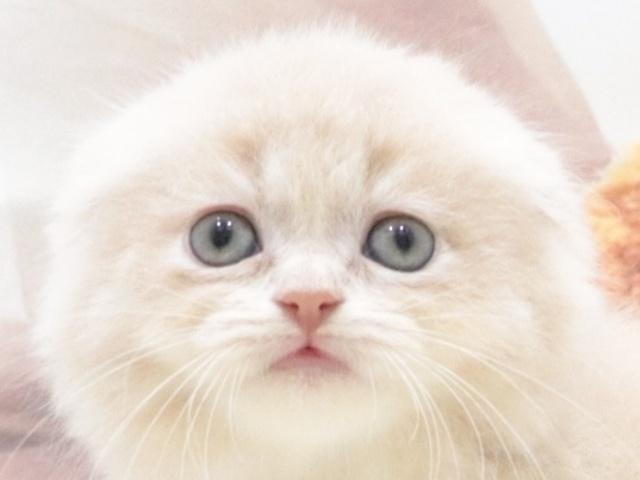 スコティッシュフォールド