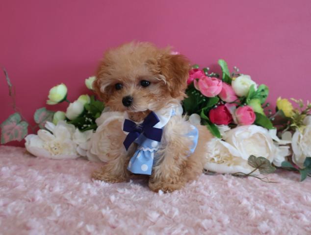 トイプードル9月24日 生後95日で471ℊ 成犬時はマイクロティーカップ予想でお鼻の短い可愛い女の子です、無駄泣きもないのでマンション飼いにも向いています。の写真3