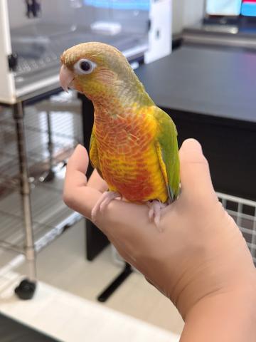 ウロコインコ 47の写真3