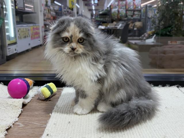 スコティッシュフォールドの写真6