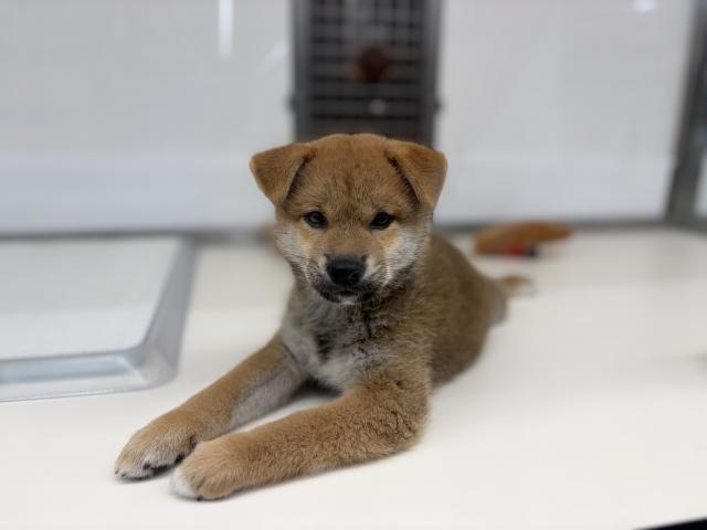 柴犬の写真6
