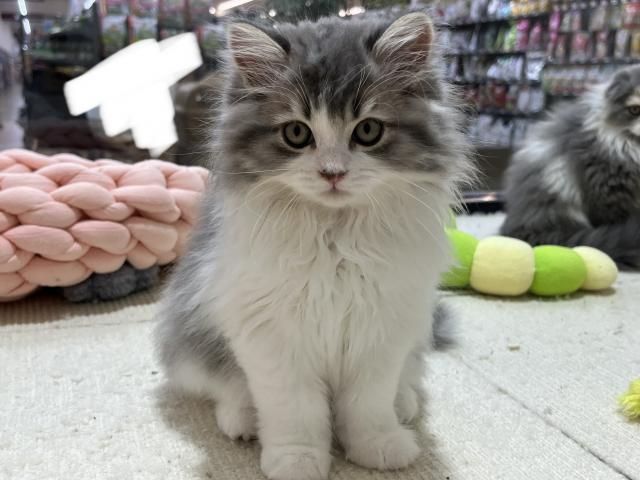 スコティッシュフォールドの写真3