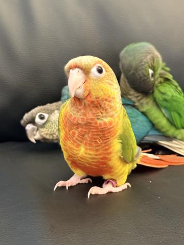 ウロコインコ 47の写真2