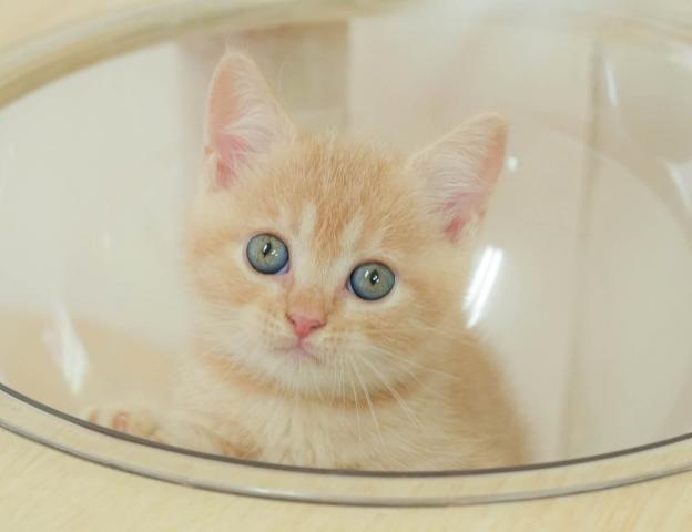 マンチカンの写真2
