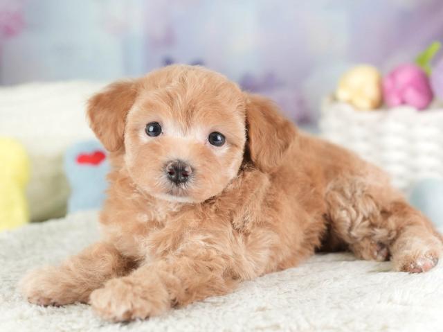 ビションプーの写真4