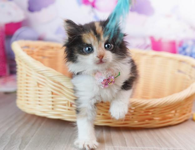 ノルウェージャンフォレストキャットの写真3
