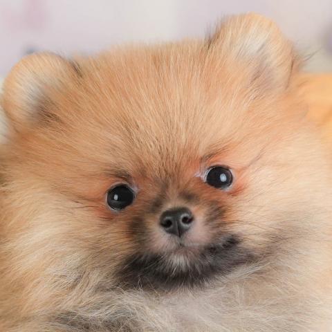 ポメラニアン