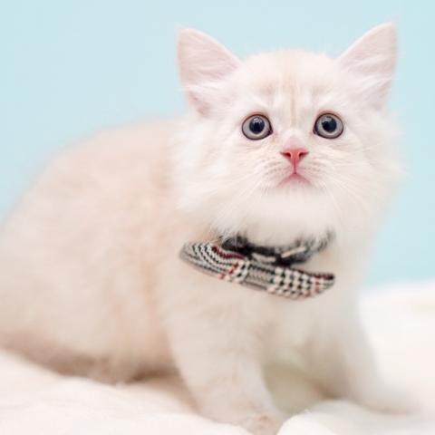 サイベリアンの写真6