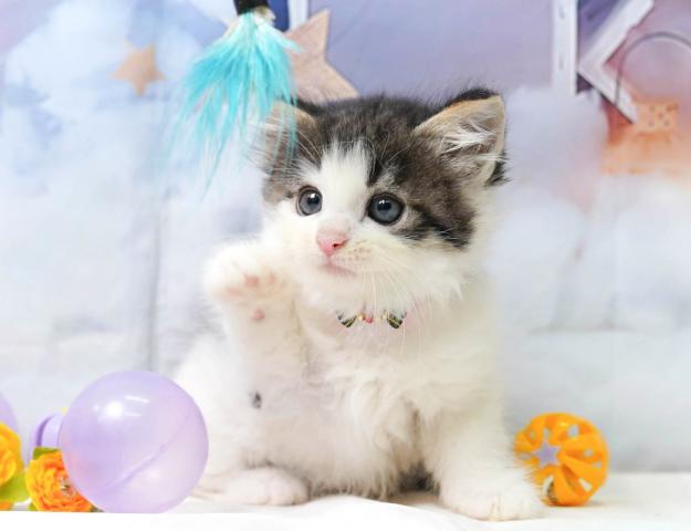ノルウェージャンフォレストキャットの写真2