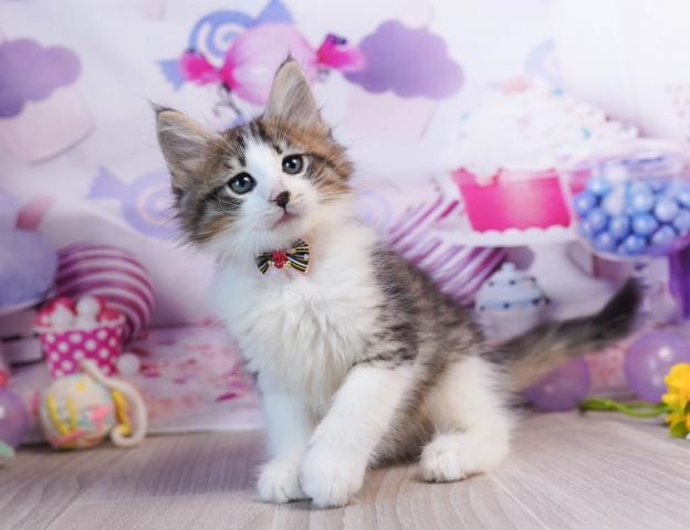 ノルウェージャンフォレストキャットの写真2