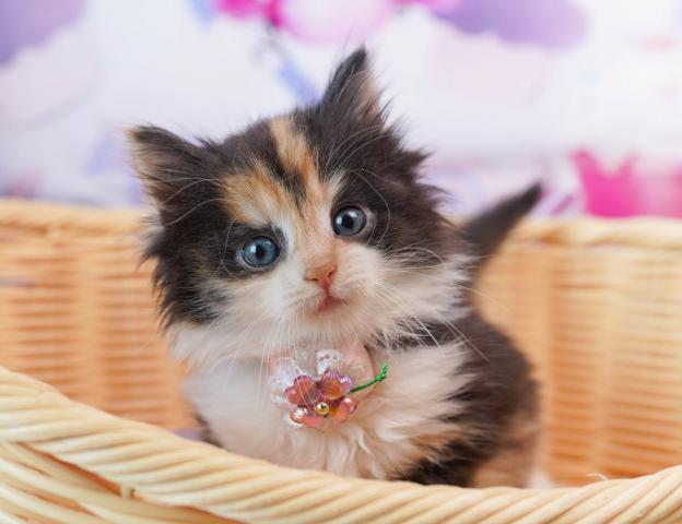ノルウェージャンフォレストキャットの写真2