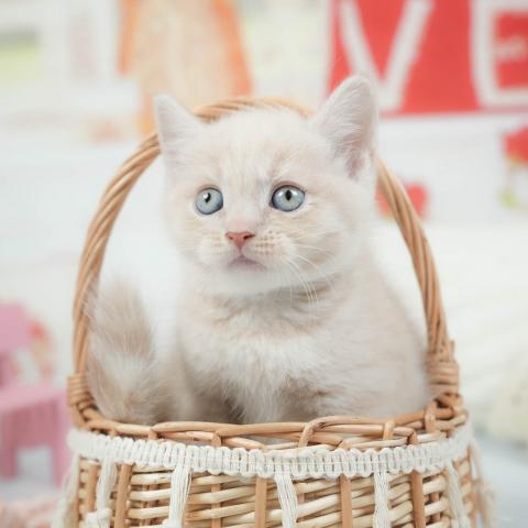 マンチカンの写真2