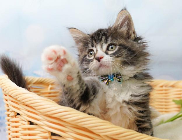 ノルウェージャンフォレストキャットの写真5