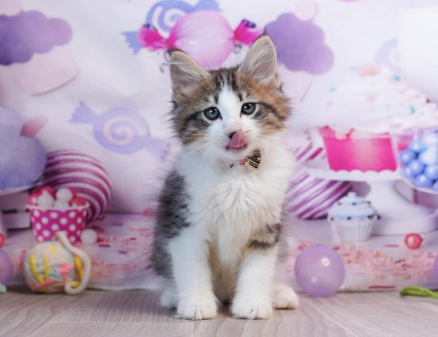 ノルウェージャンフォレストキャットの写真5