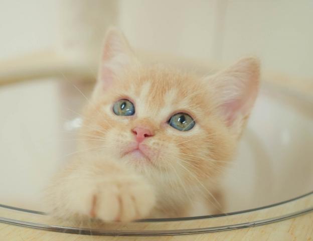 マンチカンの写真4