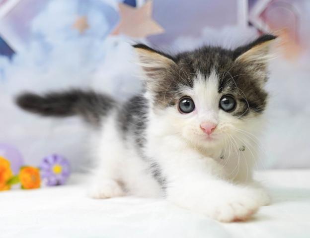 ノルウェージャンフォレストキャットの写真4