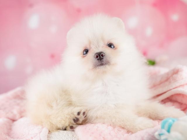 ポメラニアンの写真4