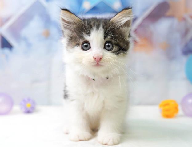 ノルウェージャンフォレストキャットの写真6