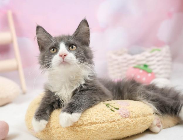 ノルウェージャンフォレストキャットの写真4