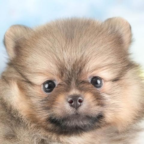 ポメラニアン