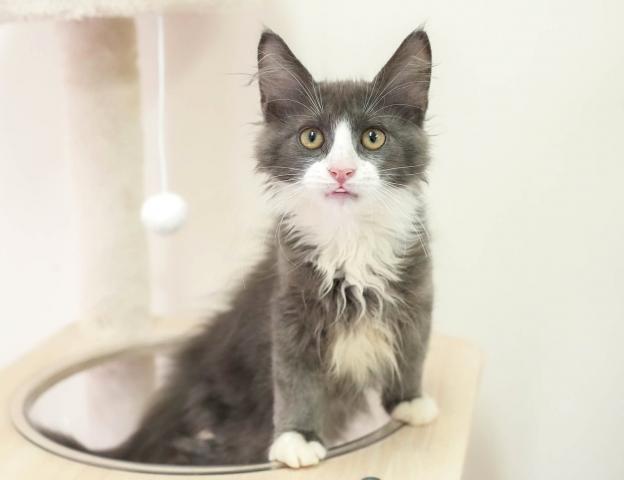 ノルウェージャンフォレストキャットの写真5