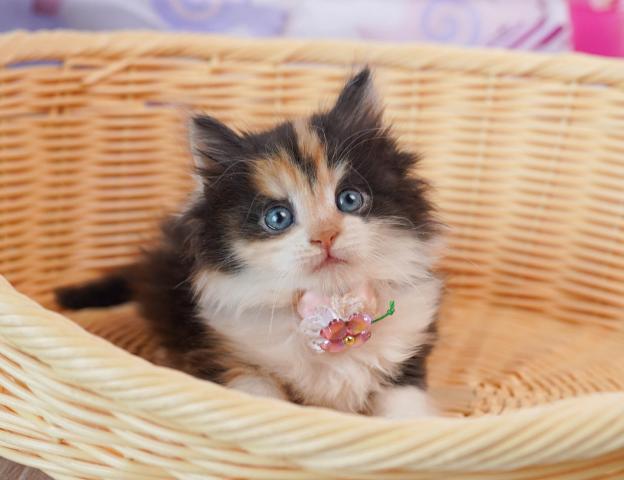 ノルウェージャンフォレストキャットの写真5