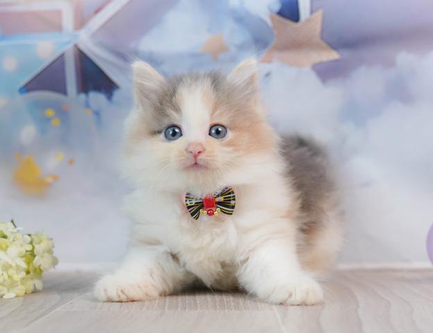 ノルウェージャンフォレストキャット