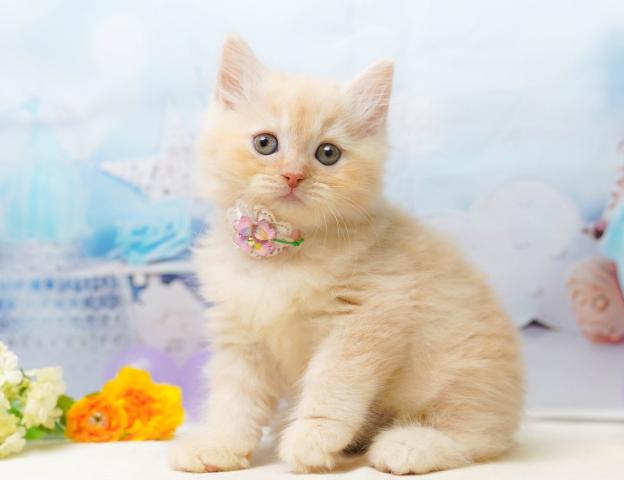 サイベリアンの写真3
