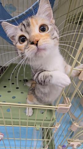マンチカンの写真5