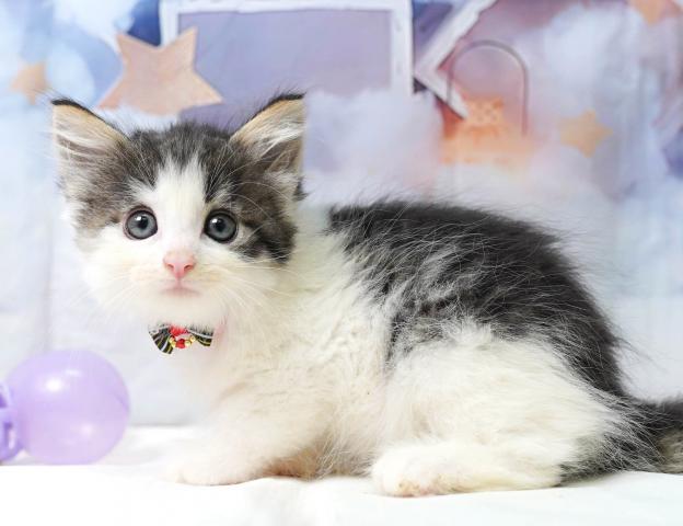 ノルウェージャンフォレストキャットの写真3