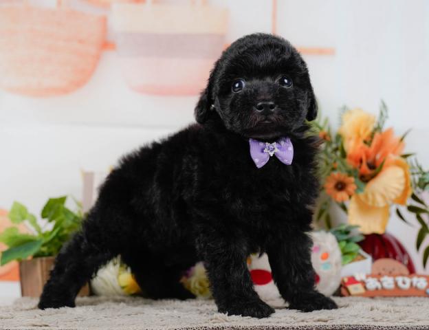 トイプードルの写真3
