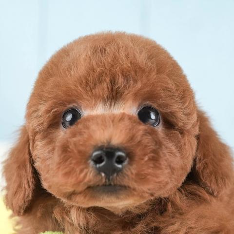 トイプードル