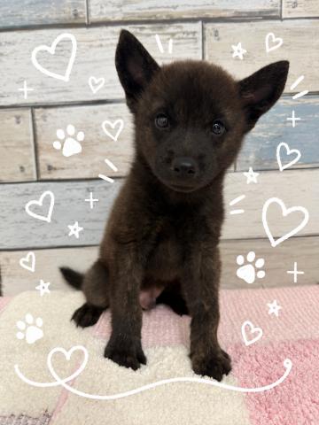 甲斐犬