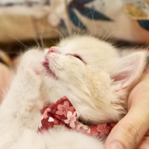 サイベリアンの写真3